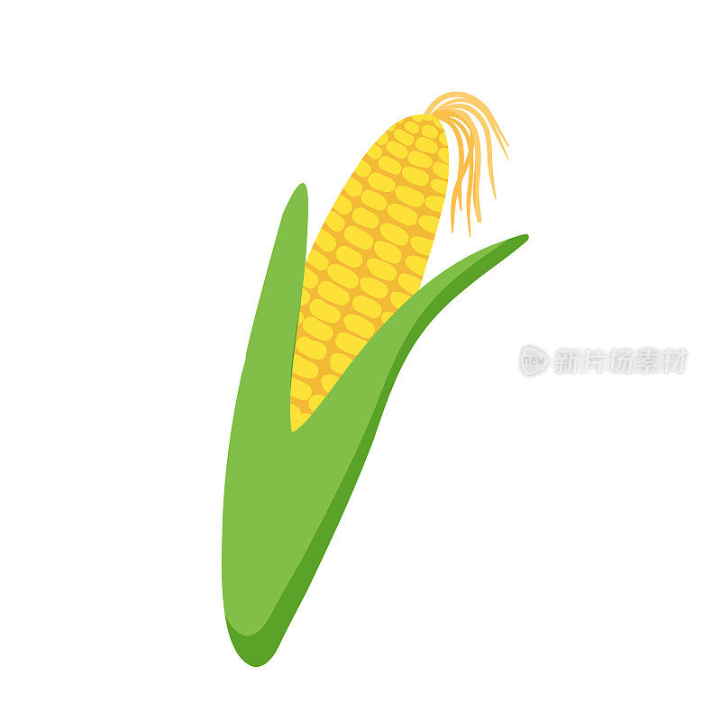 菜单上的玉米插图。手绘玉米芯在叶子孤立的白色背景