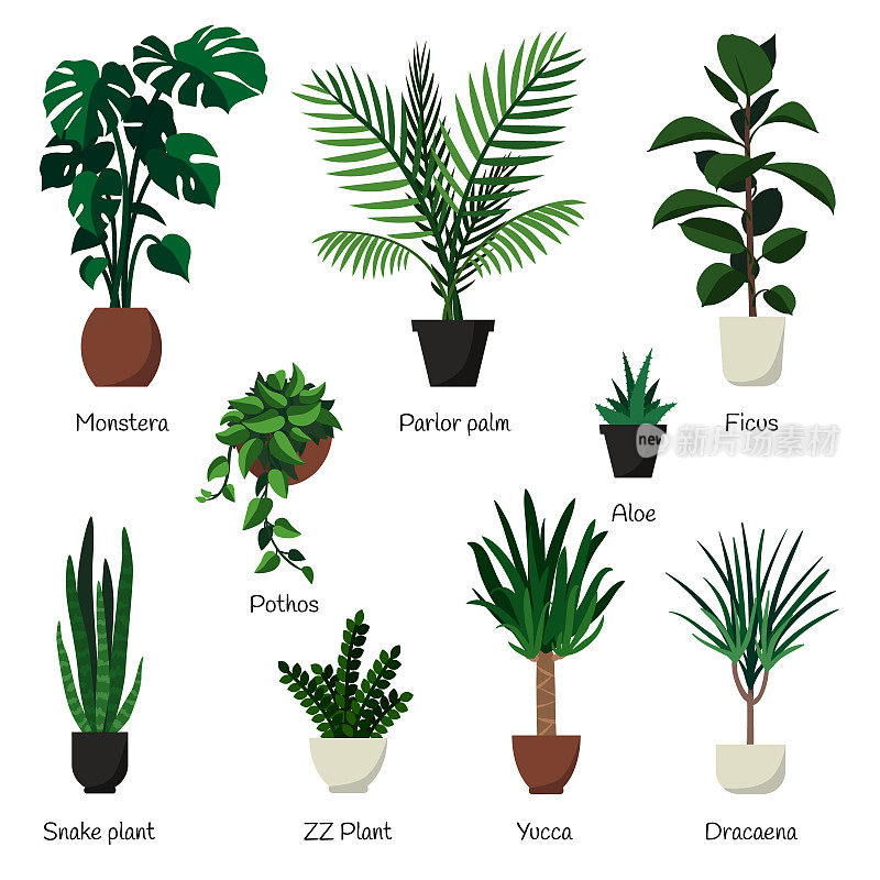 病媒隔离设置各种室内观赏植物名称。最常见和流行的室内植物