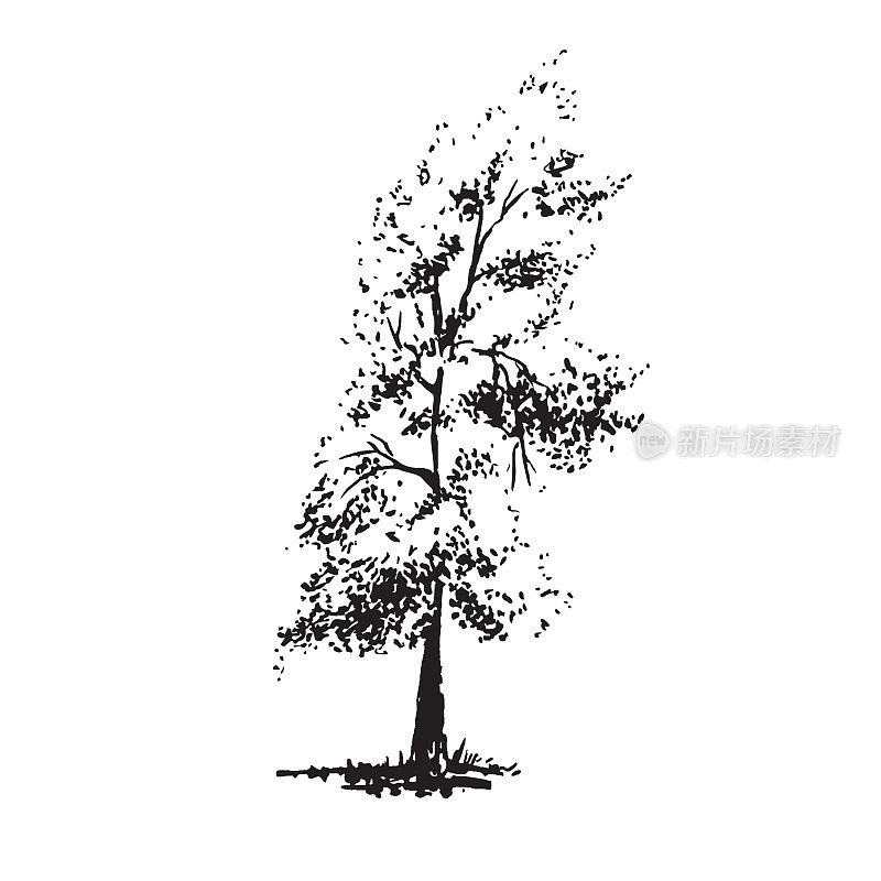 手绘树,杨树。黑白实景，毛笔素描。