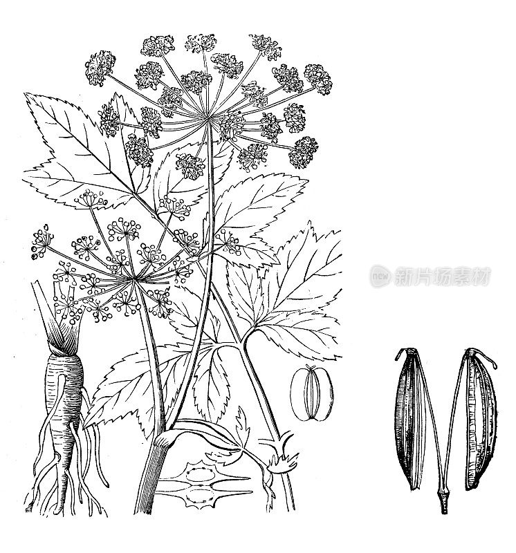 植物学植物古董雕刻插图:当归(花园当归、野生芹菜)
