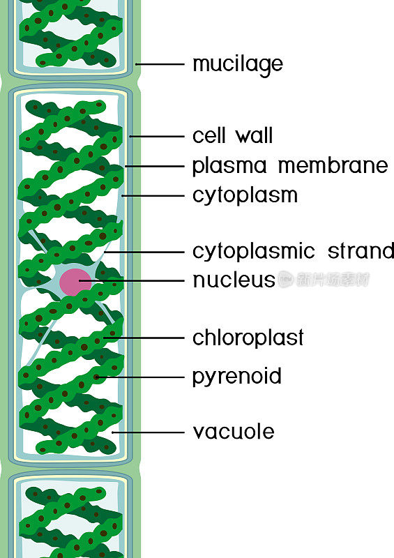 水绵(黄藻绿色藻类)的结构，标题孤立在白色背景上