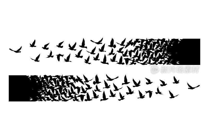 飞翔的鸟儿在白色的背景上剪影。矢量插图。孤立的鸟飞。纹身设计。