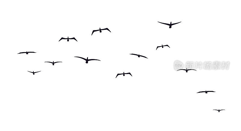 一群会飞的鸟。前视图。海鸟。海鸥和信天翁。矢量图