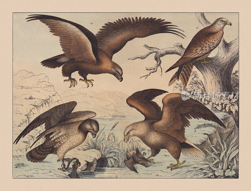 《白天的猛禽》(Falco)，手工彩色彩色版画，1882年出版