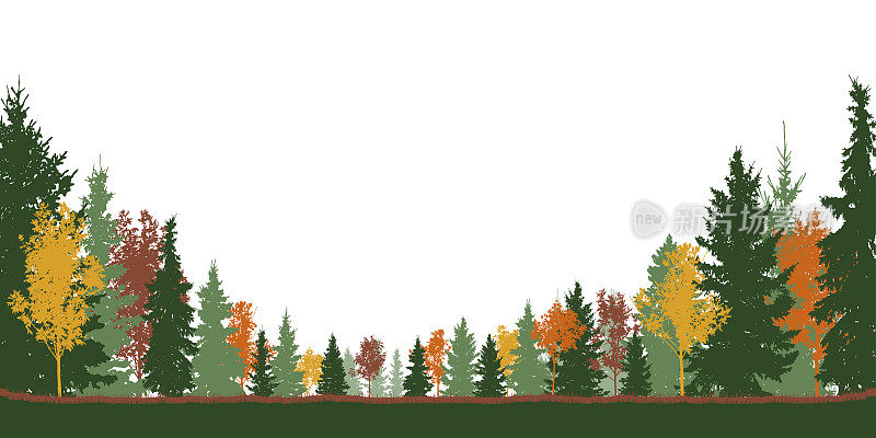 秋天的森林，五颜六色的树木和绿色的云杉树。矢量图