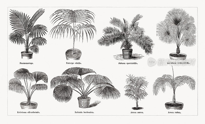 各种棕榈植物，木刻，出版于1873年