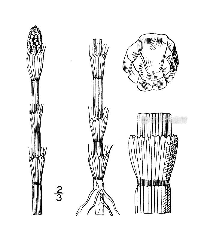 古植物学植物插图:木贼，平练草