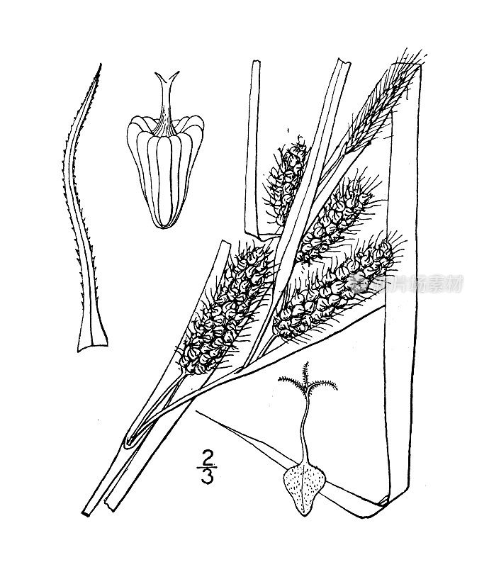 古董植物学植物插图:苔草、莎草