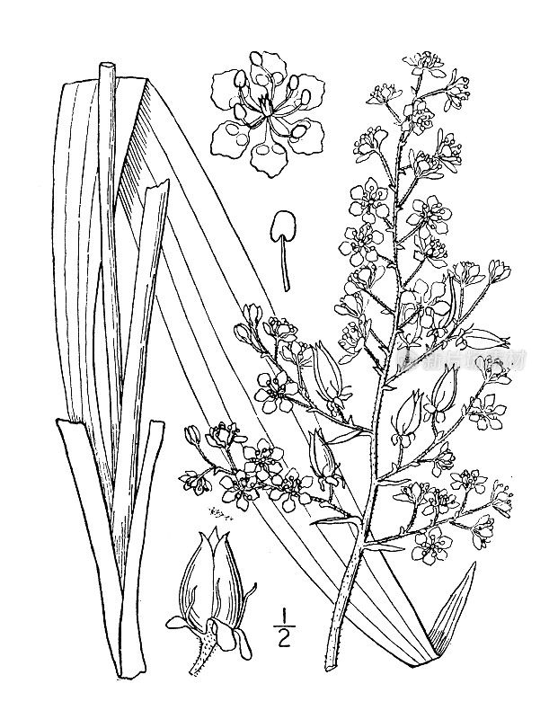 古植物学植物插图:大叶兰，脆束花