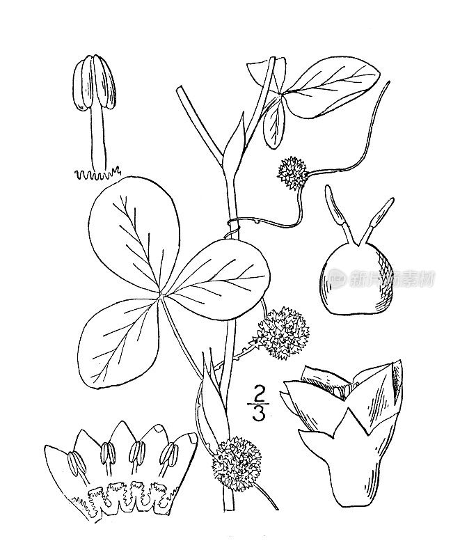 古植物学植物插图:菟丝子，百里香