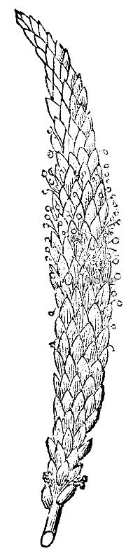 穗状花序型19世纪