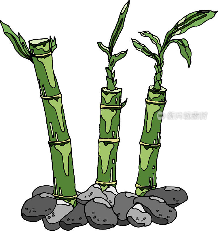 白色背景上的石头竹笋插图。竹子，天然家养和野生植物，随时可用，eps。为你设计