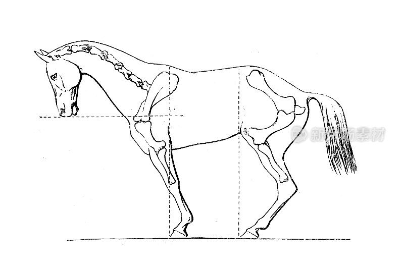 马的解剖，马的骨架