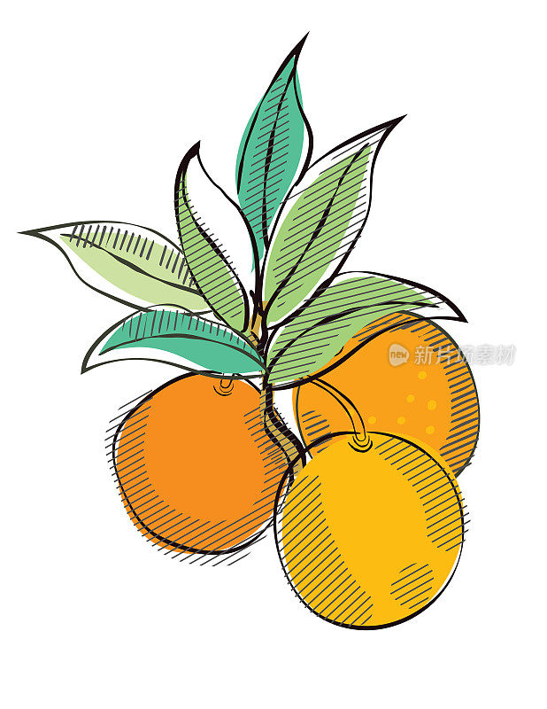 复古风格的橘子在一个透明的背景