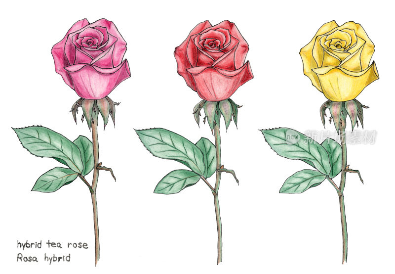 杂交茶玫瑰植物彩笔画