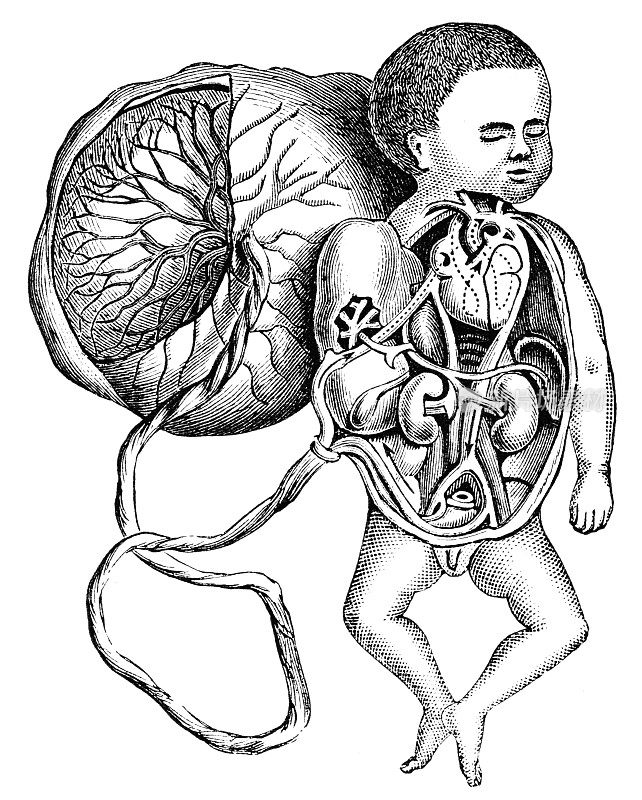 胎儿循环，胎盘和脐带