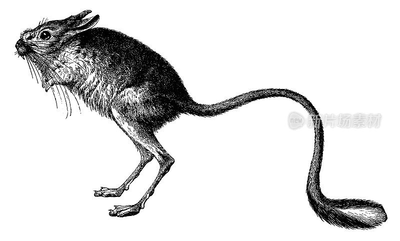 沙漠鼠I古董动物插图