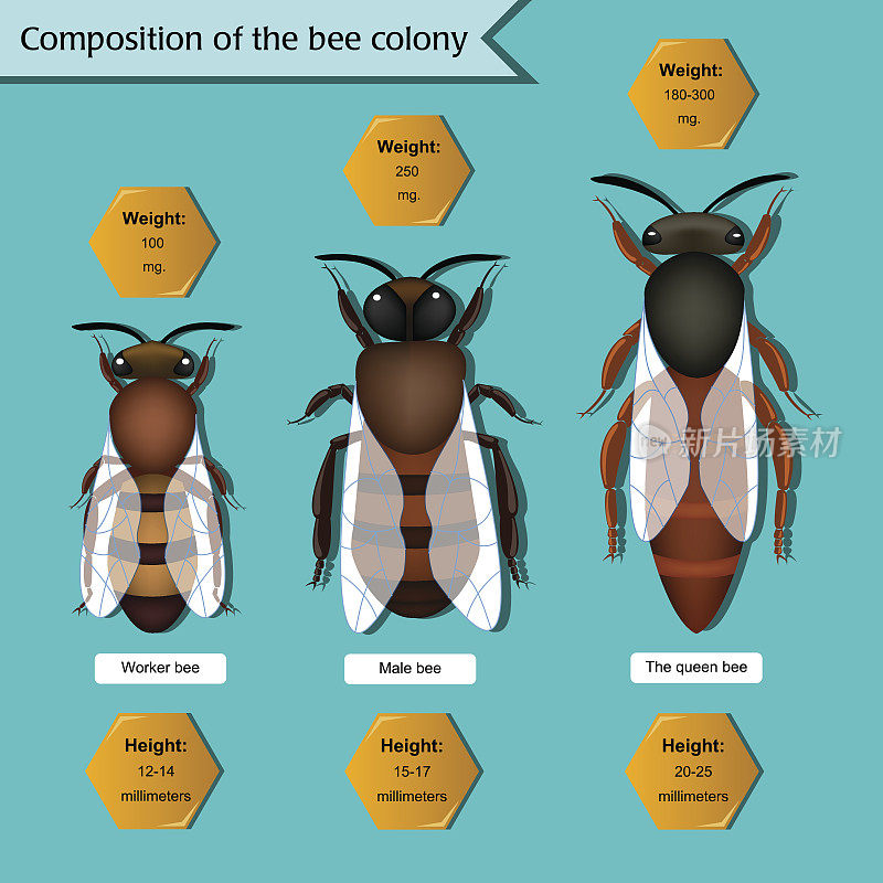 关于蜂群组成的信息海报