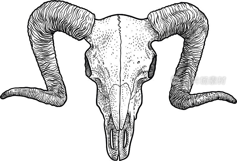 羊颅骨插图，绘图，雕刻，油墨，线条艺术，矢量