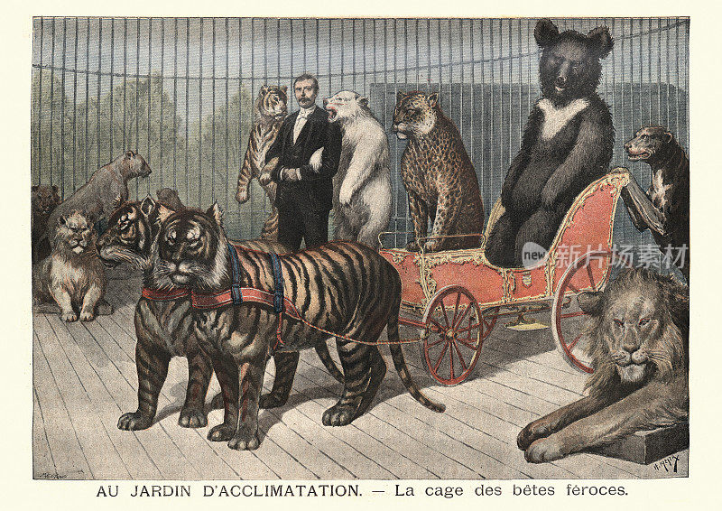 动物驯兽师表演马戏团，老虎，狮子，熊，19世纪