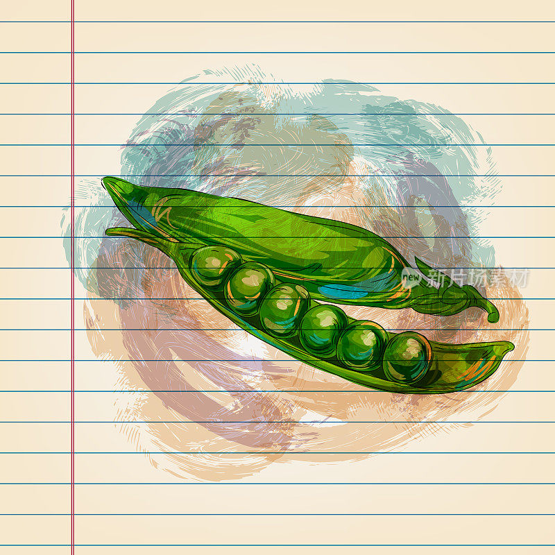 绿豌豆画在横格纸上
