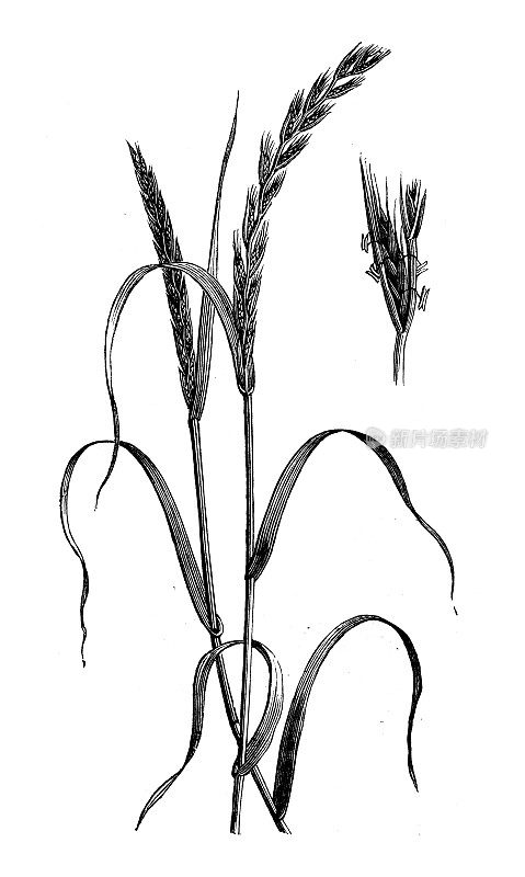 古植物学插图:毛蕊黑麦草、darnel