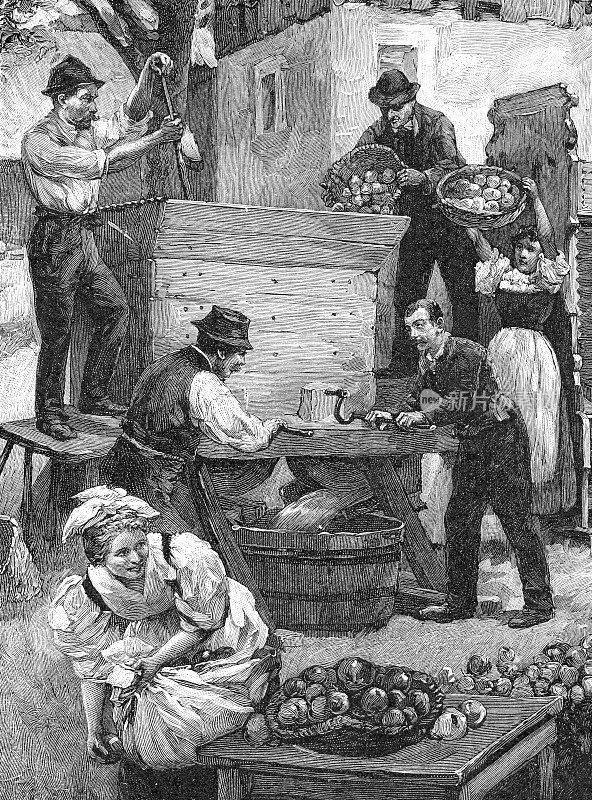 1899年，上奥地利的农民们正在往苹果榨汁机里灌装苹果