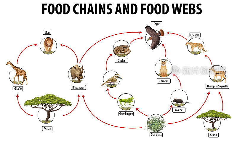 生物教育海报的食物网和食物链图表