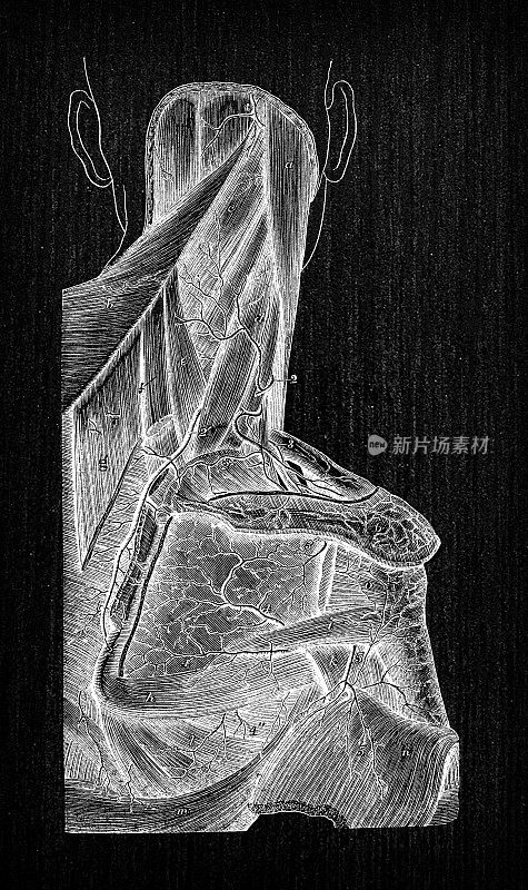 人体解剖学古董插图:肩动脉