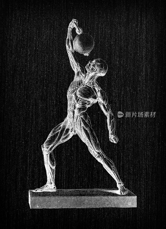 人体解剖学古董插图:肌肉