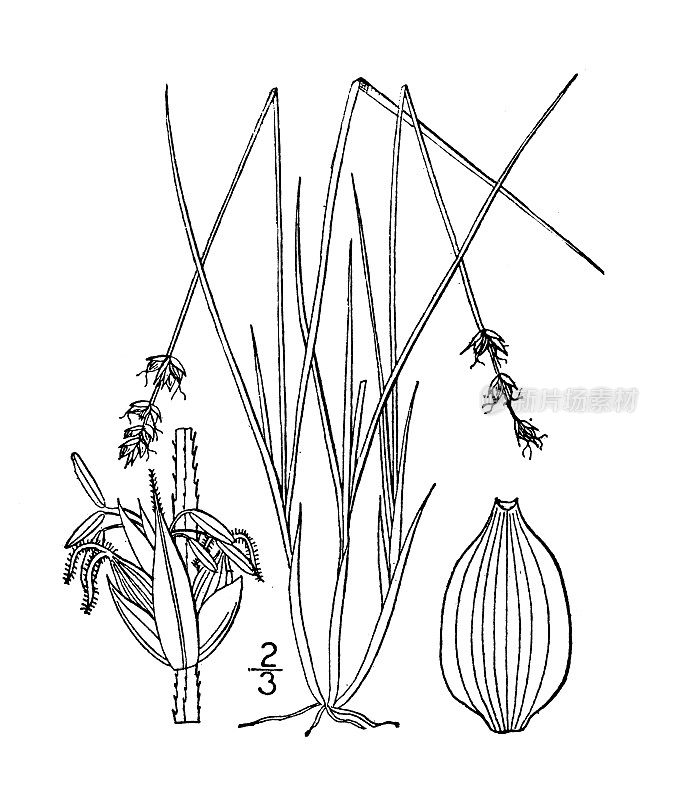 古植物学植物插图:苔草，软叶莎草