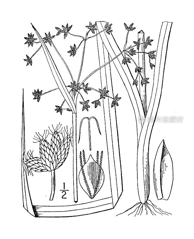 古植物学植物插图:小三棱藨草、小果芦苇