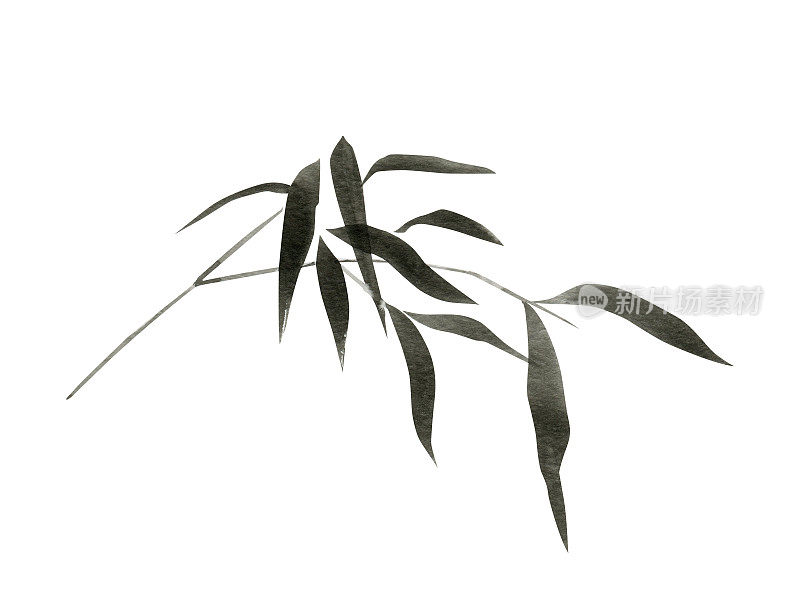 黑色竹叶水彩插图。