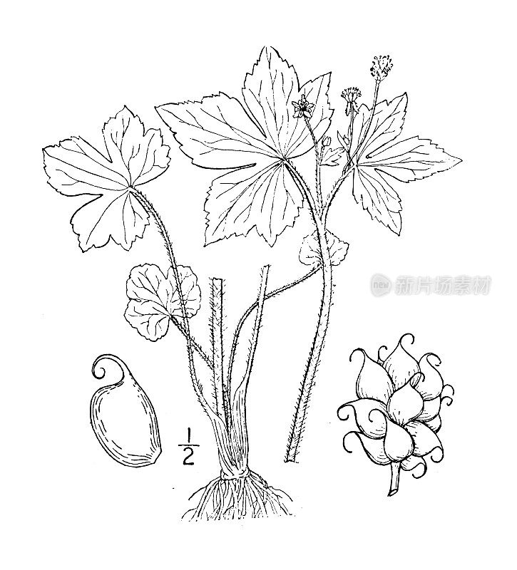 古植物学植物插图:毛茛，钩爪