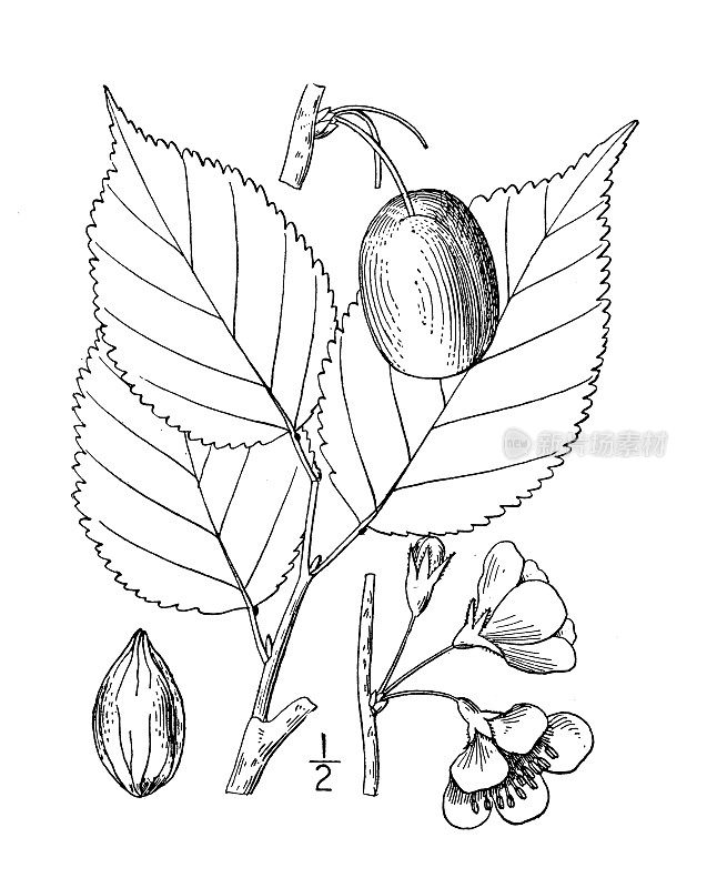 古植物学植物插图:黑李，加拿大李子