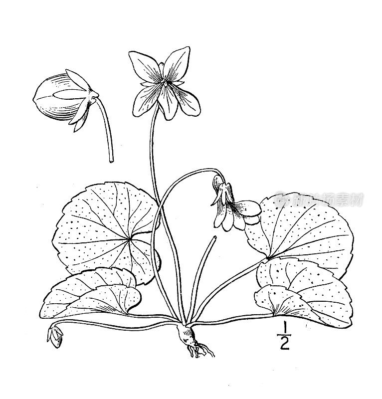 古植物学植物插图:堇菜、南木堇菜
