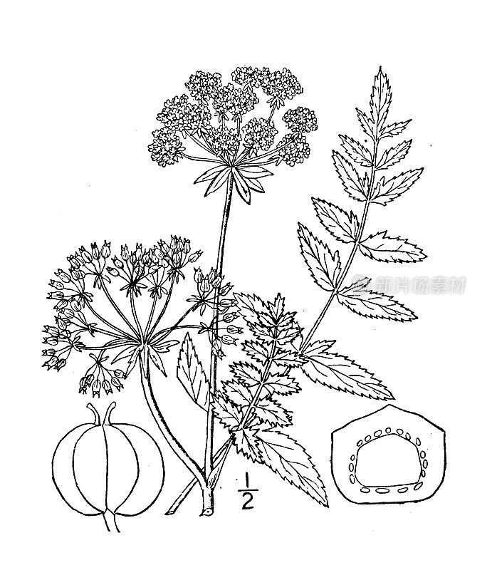 古植物学植物插图:白头菜，切叶防风草