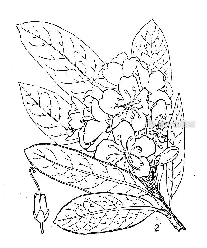 古植物学植物插图:杜鹃花，大月桂，月桂