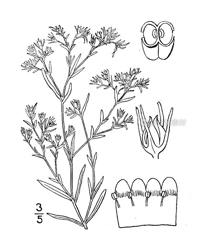 古植物学植物插图:平卧蕨，平卧蕨