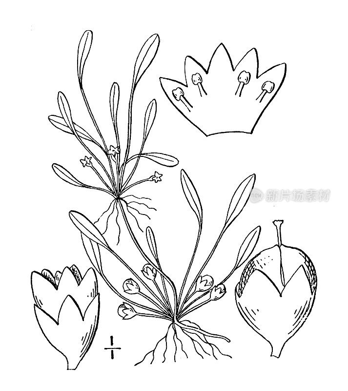 古植物学植物插图:水草、泥草、泥草