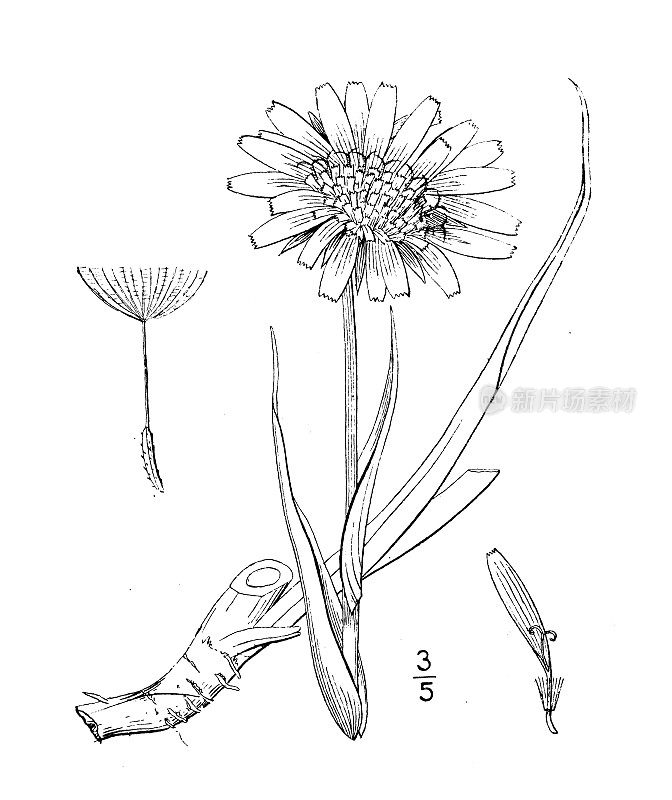 古植物学植物插图:黄角兔、黄山羊须、草甸草