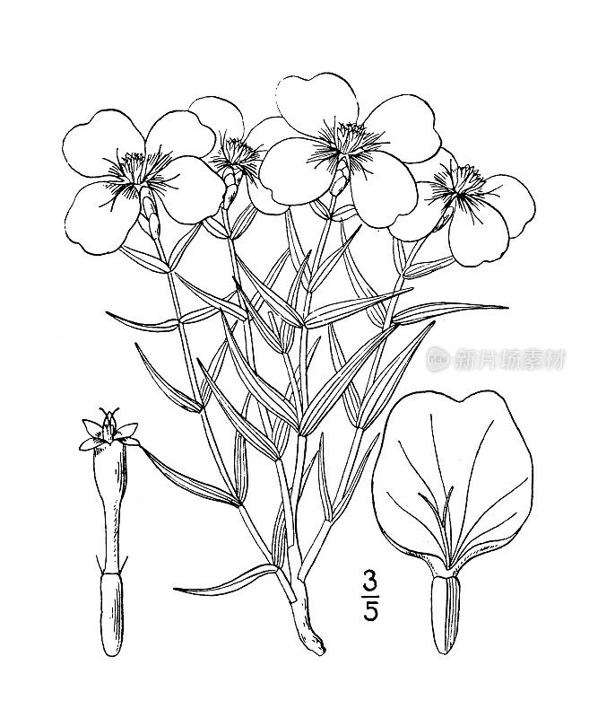 古植物学植物插图:大楸，草原百日草