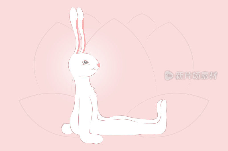 练习瑜伽的兔子，直挺式或基础姿势