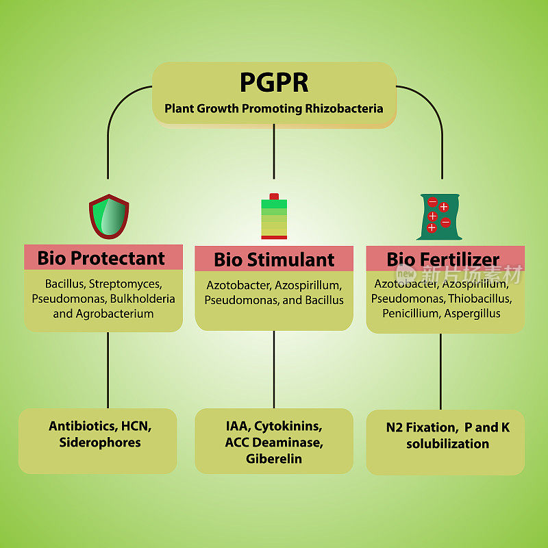 PGPR促根菌的作用和工作原理
