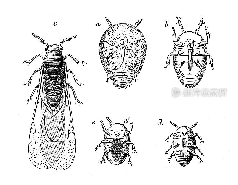 古代生物动物学图像:伐地根瘤蚜