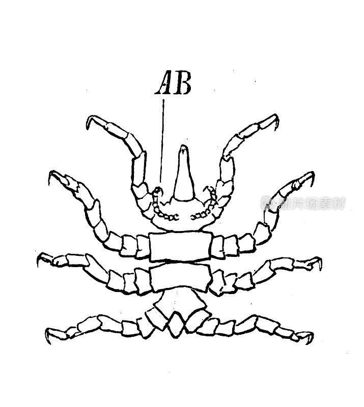 古董生物动物学图片:碧萝草