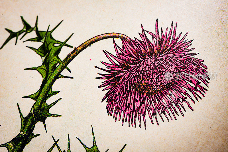 古董植物学插图:麝香蓟，山核桃