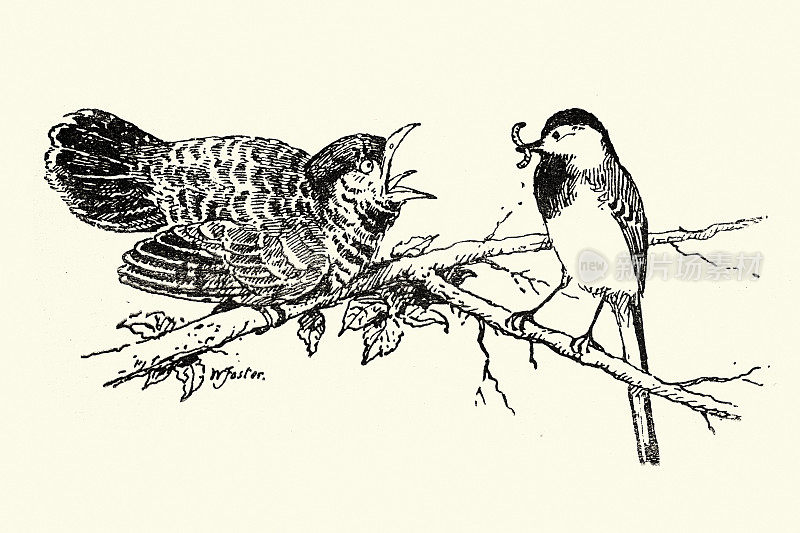 杜鹃雏鸟被另一只鸟喂食，维多利亚野生动物艺术，19世纪