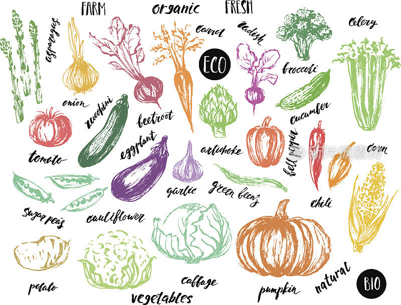 蔬菜的彩色速写和手写名字。