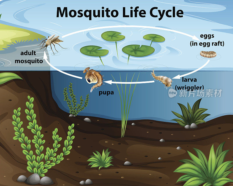 池塘中蚊子的生命周期
